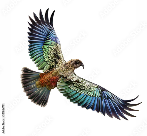 Kea (Nestor notabilis)