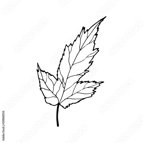 Tableau sur toile Vector contour amur maple leaf