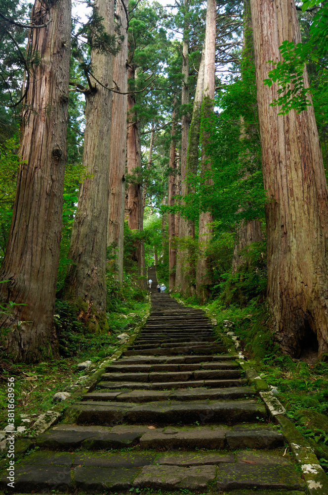 Fototapeta premium 羽黒山参道