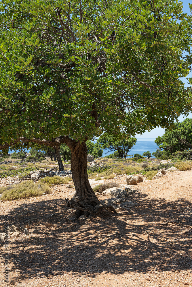 Fototapeta premium Baum mit Schattenbild, bei Loutro, Kreta, Griechenland