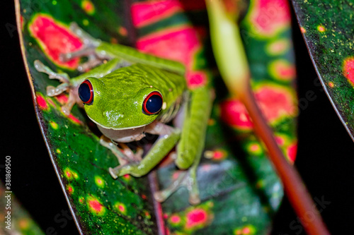 Red-eyed Tree Frog, Agalychnis callidryas, Tropical Rainforest, Corcovado National Park, Osa Conservation Area, Osa Peninsula, Costa Rica, Central America, America photo