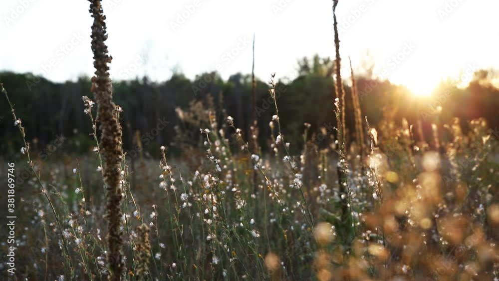 Abstract warm landscape of dry wildflower and grass meadow on warm golden hour sunset or sunrise time. Tranquil autumn fall nature field background. Soft shallow focus