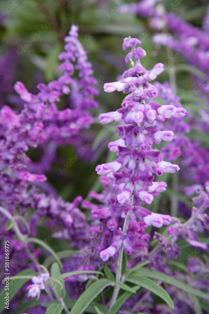 アメジストセージ