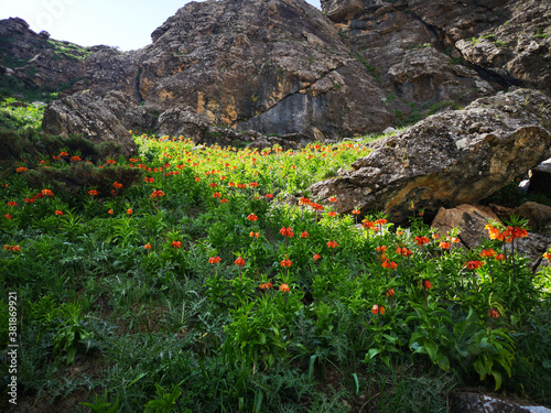  landscape with red flowers and mountains, red tulips photo