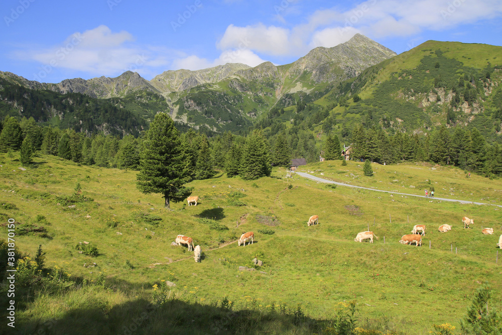 Herd of cows in the Alps, Niedere Tauern, Styria, Austria
