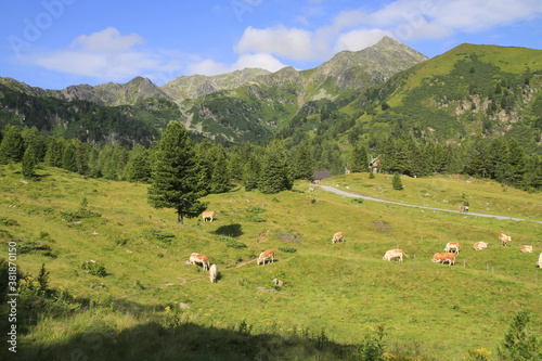 Herd of cows in the Alps, Niedere Tauern, Styria, Austria