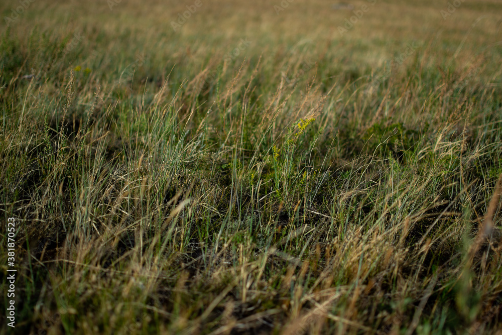 Dry yellow green thin grass. Pattern, texture, macro, close-up. The field at sunset of summer sun. Lake Baikal nature