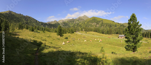 Obraz na płótnie Herd of cows in the Alps, Niedere Tauern, Styria, Austria w salonie