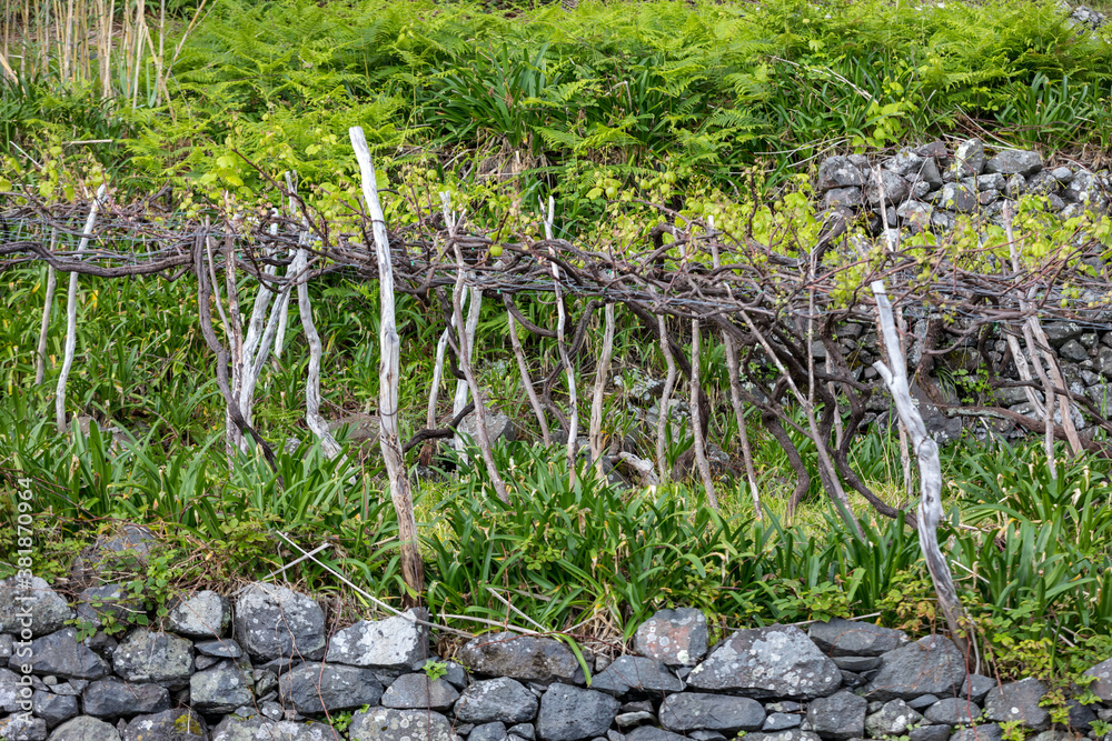 Vineyard next to the ocean on the north coast of Madeira. Portugal Vineyard next to the ocean on the north coast of Madeira. Portugal