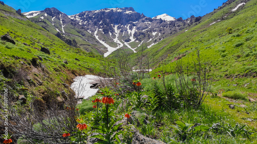  landscape with red flowers and mountains, red tulips