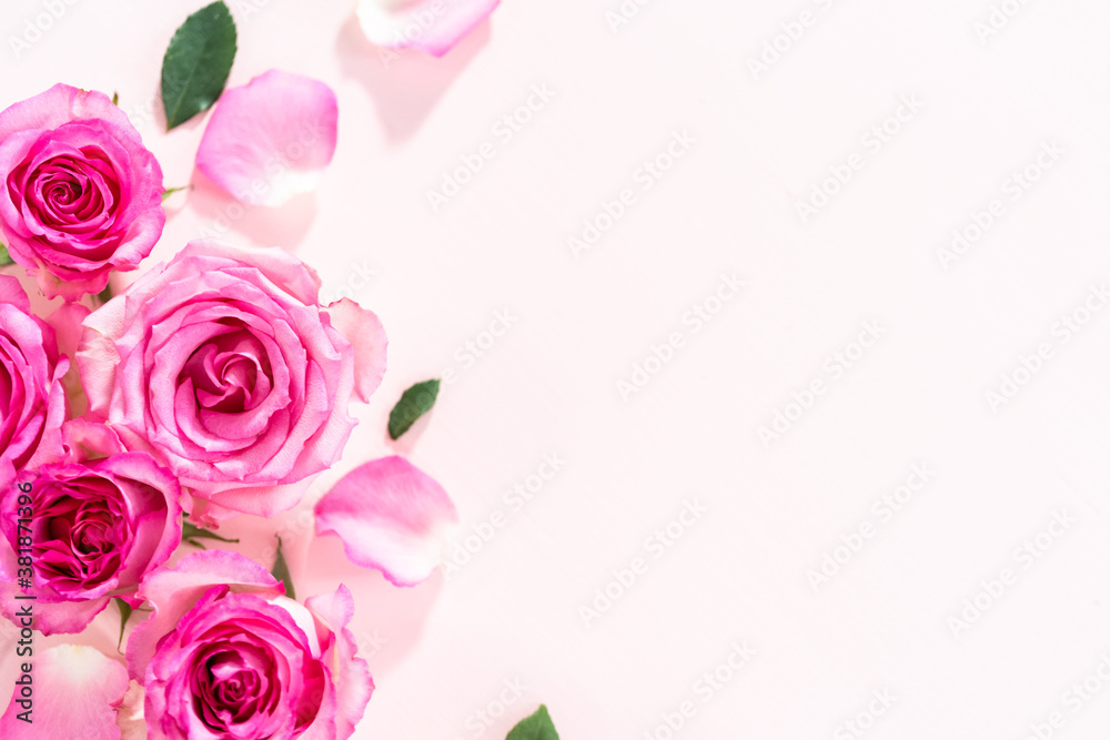 Pink roses