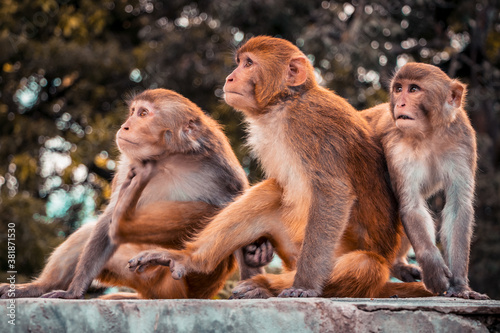 Foto Group of monkey staring at a point