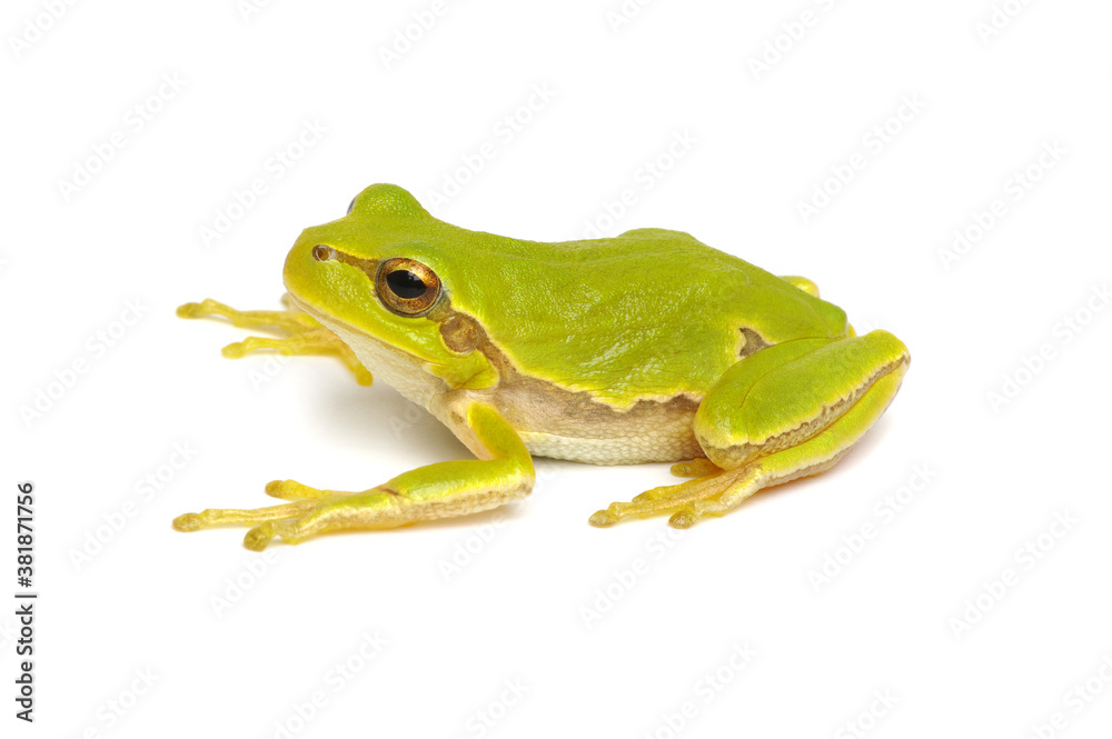 Green tree frog isolated on white Green tree frog isolated on white