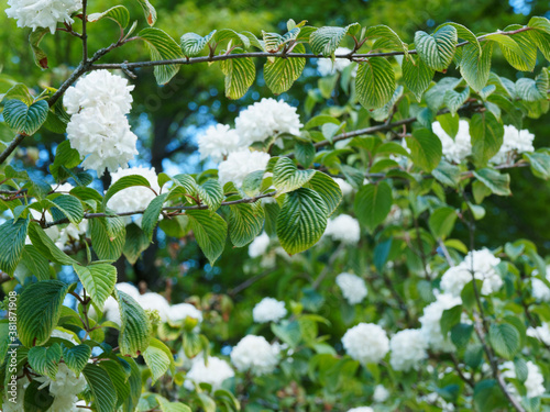 (Viburnum plicatum 'Grandiflorum') Viorne de Chine au feuillage vert pâle à vert foncé, plissé et fortement veiné sur branches horizontales