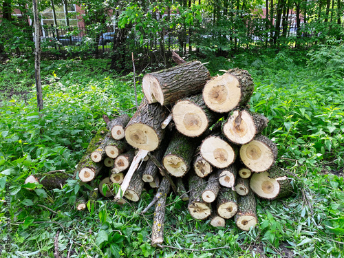 Sawn trees on the territory of Izmailovsky Park, Moscow