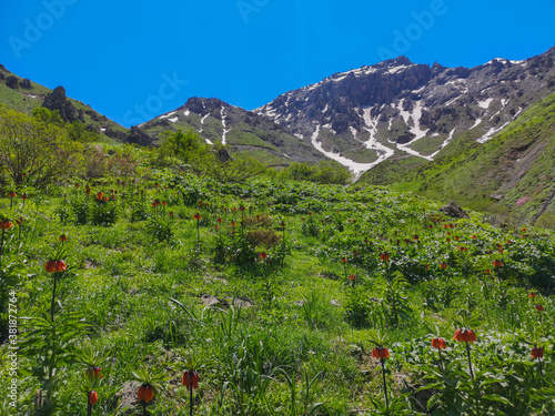  landscape with red flowers and mountains, red tulips photo