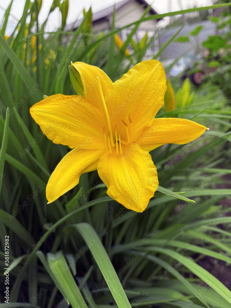 Fototapeta premium Yellow flower daylily (Hemerocallis). Russia