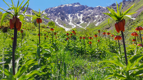 Foto landscape with red flowers and mountains, red tulips