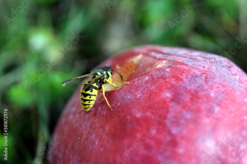 Wespe auf einem angefressenen Apfel © christiane65