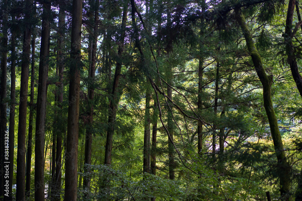 Fototapeta premium sun rays through trees