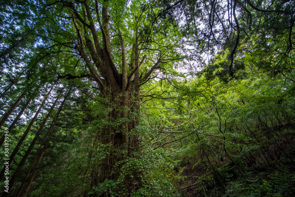 Obraz premium trees in the forest