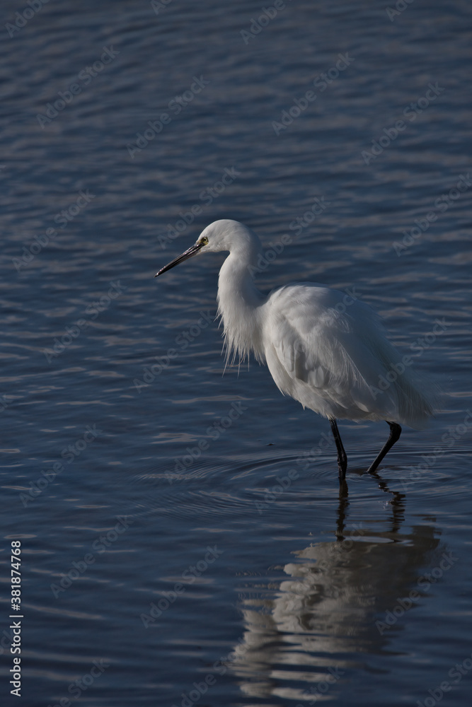 Little Egret , Egretta garzetta wading in the water. Little Egret , Egretta garzetta wading in the water.