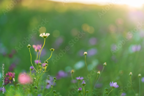 purple flowers in the grass