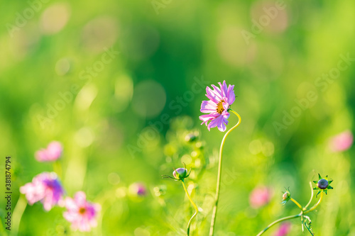 purple flowers in the grass