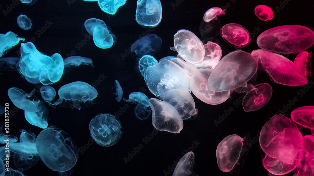 Obraz premium Jellyfish changes colours under fluorescent illumination