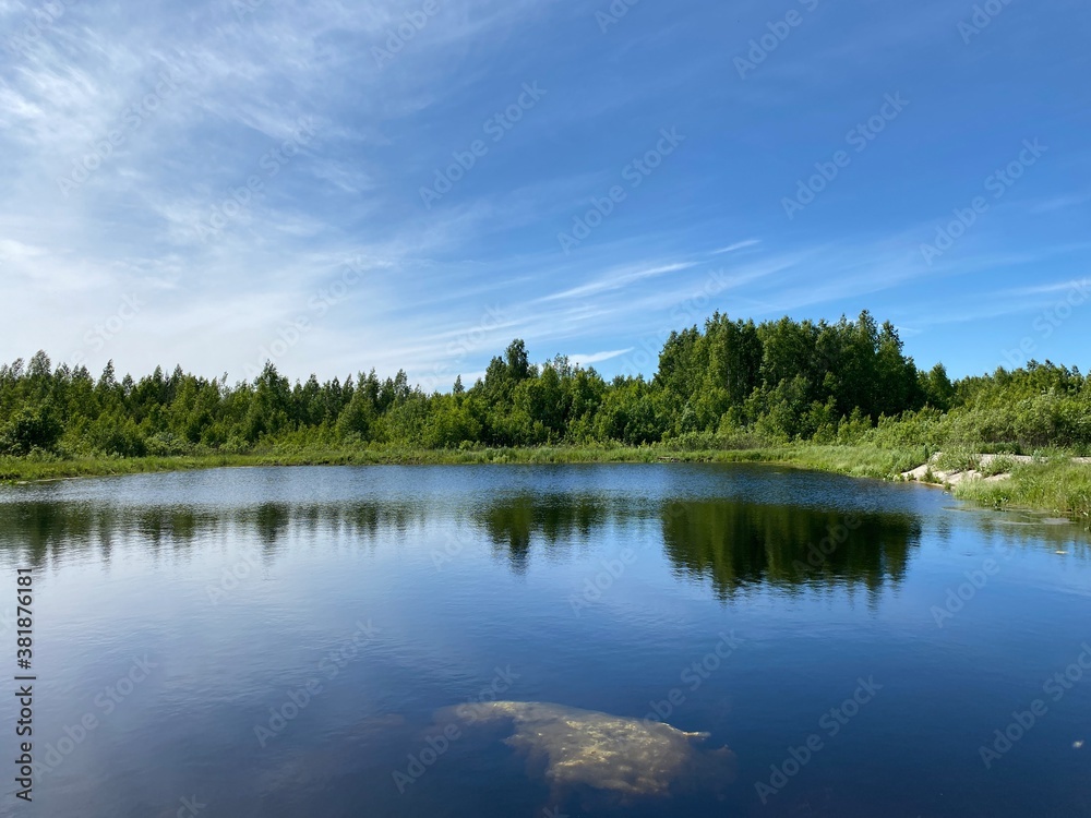 Forest pond in summer