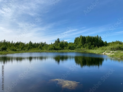 Forest pond in summer