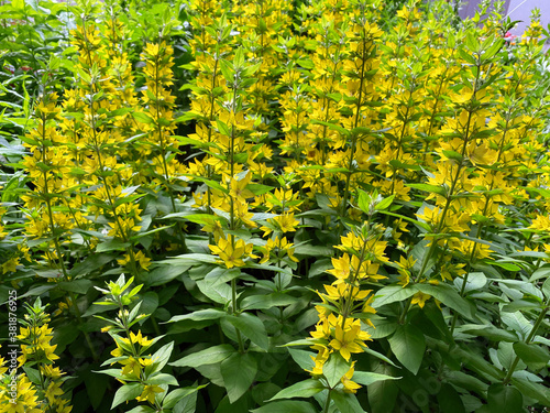 Yellow flowers of the garden loosestrife (Lysimachia vulgaris)