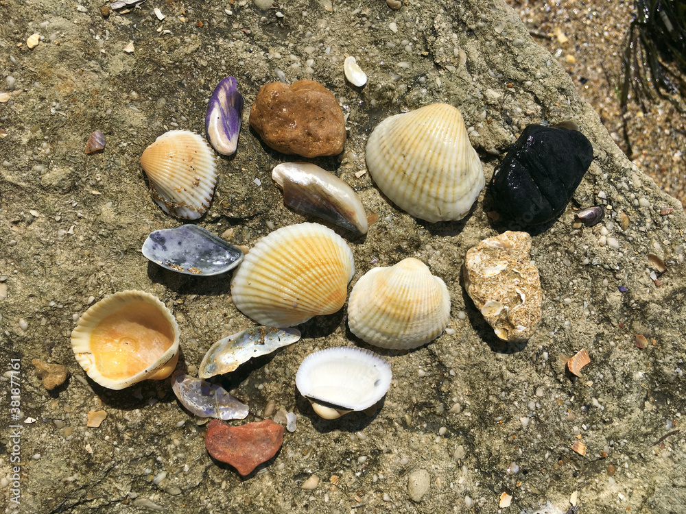 Seashells and pebbles on the beach