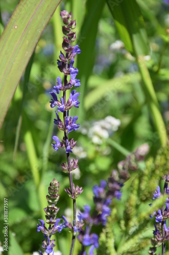 Fototapeta Naklejka Na Ścianę i Meble -  Dzikie kwiaty  - łąka przyjazna dla owadów