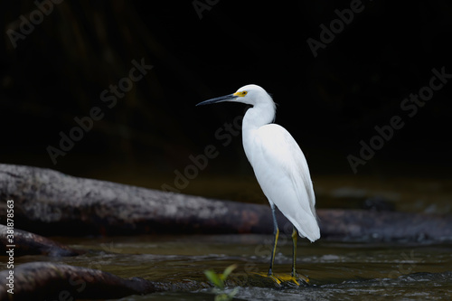 Snowy Egret, Egretta thula, hunting in the water in Cano Negro Wildlife Refuse in Costa Rica