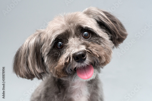 Shih tzu dog