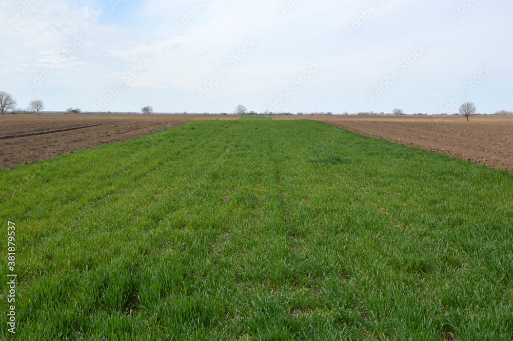 young green wheat field in the spring young green wheat field in the spring