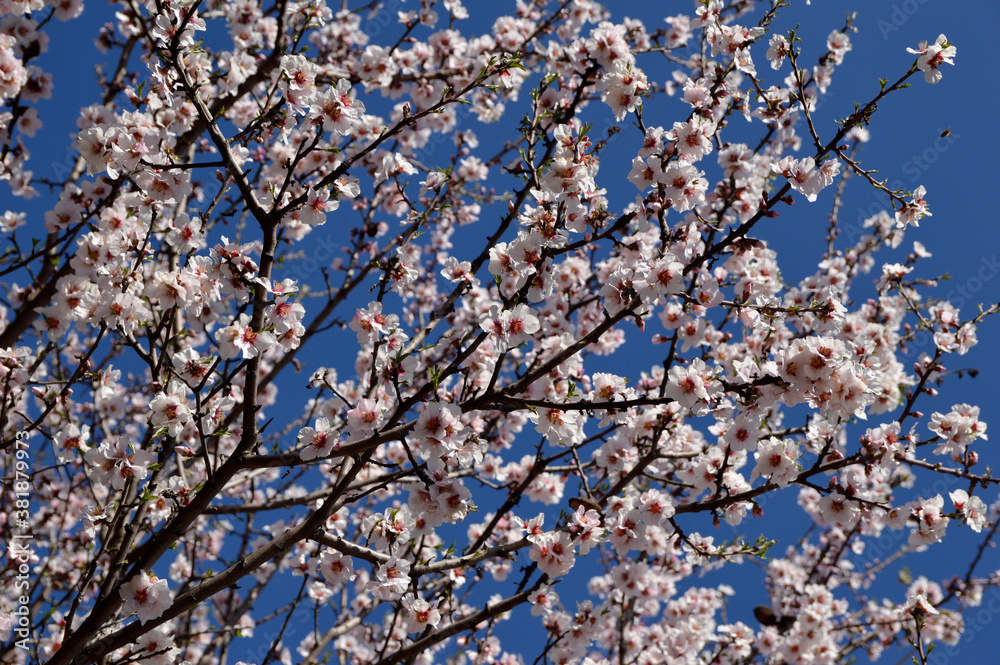 branches of almond tree in blossom with blue sky in the background branches of almond tree in blossom with blue sky in the background