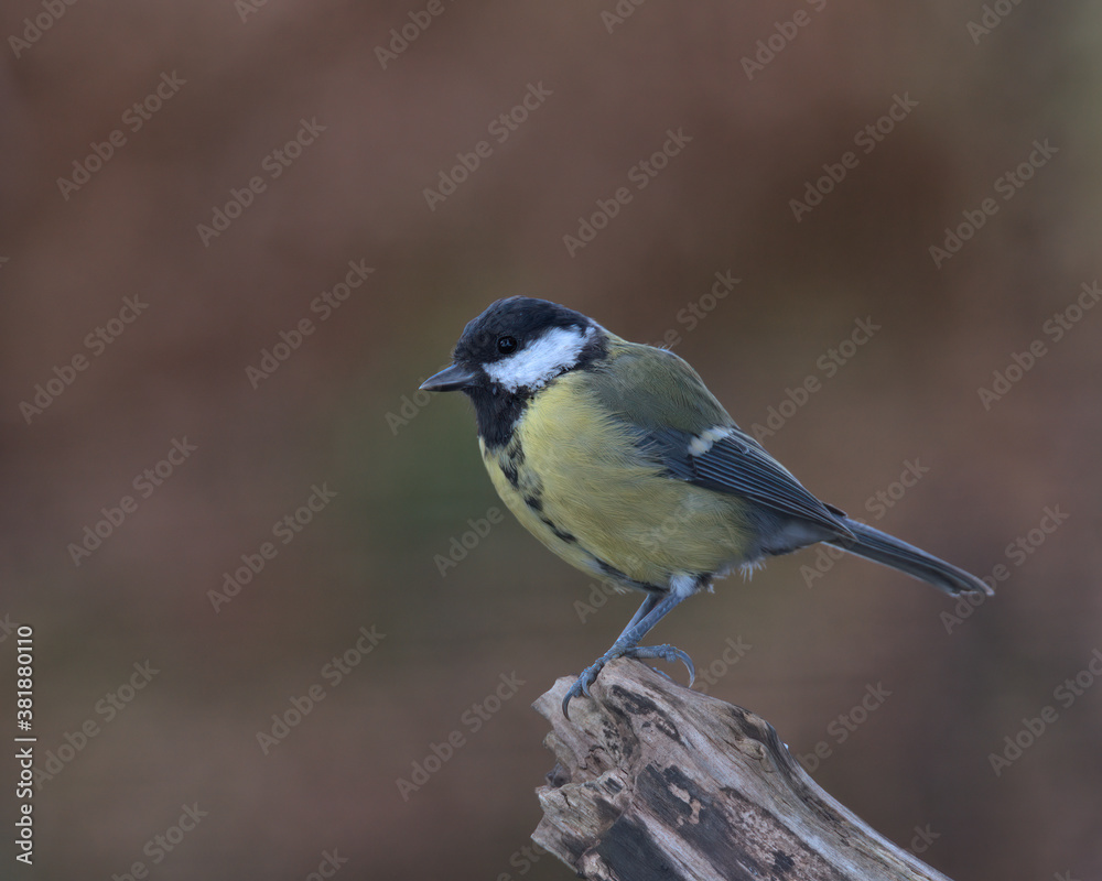 Great Tit , Parus major perched on a tree stump . Great Tit , Parus major perched on a tree stump .