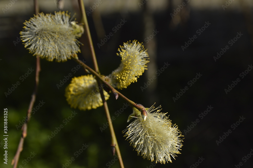 branch of blooming pussy willows in sunlight close up branch of blooming pussy willows in sunlight close up