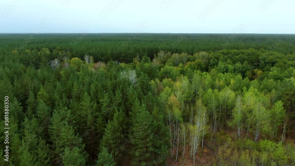 dense pine forest from above dense pine forest from above