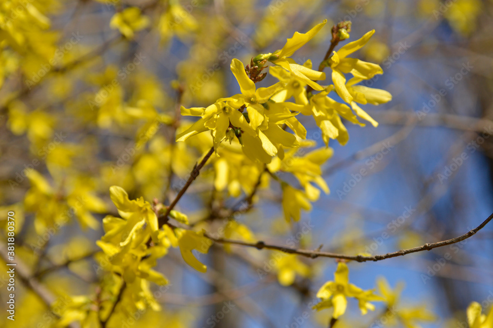 branch of blooming forsythia with blue sky in the background close up branch of blooming forsythia with blue sky in the background close up