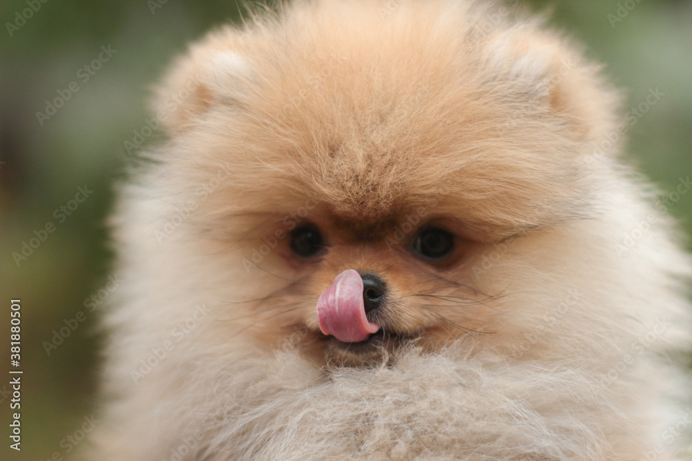 pomeranian dog portrait pomeranian dog portrait
