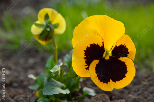 yellow blooming pansy flowers growing in the garden close up