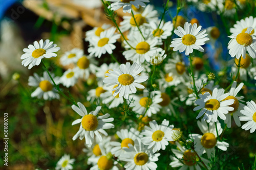 close-up - beautiful bright daisies growing in the garden at home