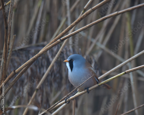 Male Bearded tit perched in the reeds