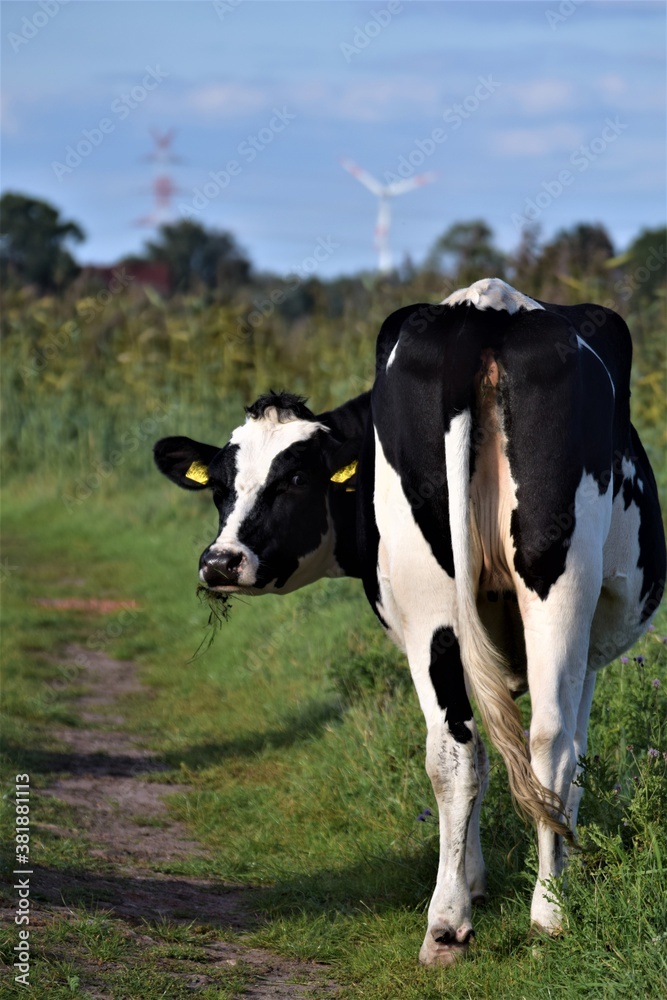 Black and white looking around cow from behind Black and white looking around cow from behind