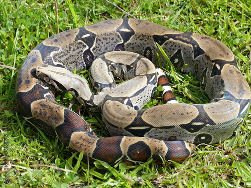 Boa constrictor constricor aus Ecuador. Die Boa constrictor, auch Rotschwanzboa oder Abgottschlange genannt, ist eine in Südamerika und in Gefangenschaft weit verbreitete Riesenschlange. photo