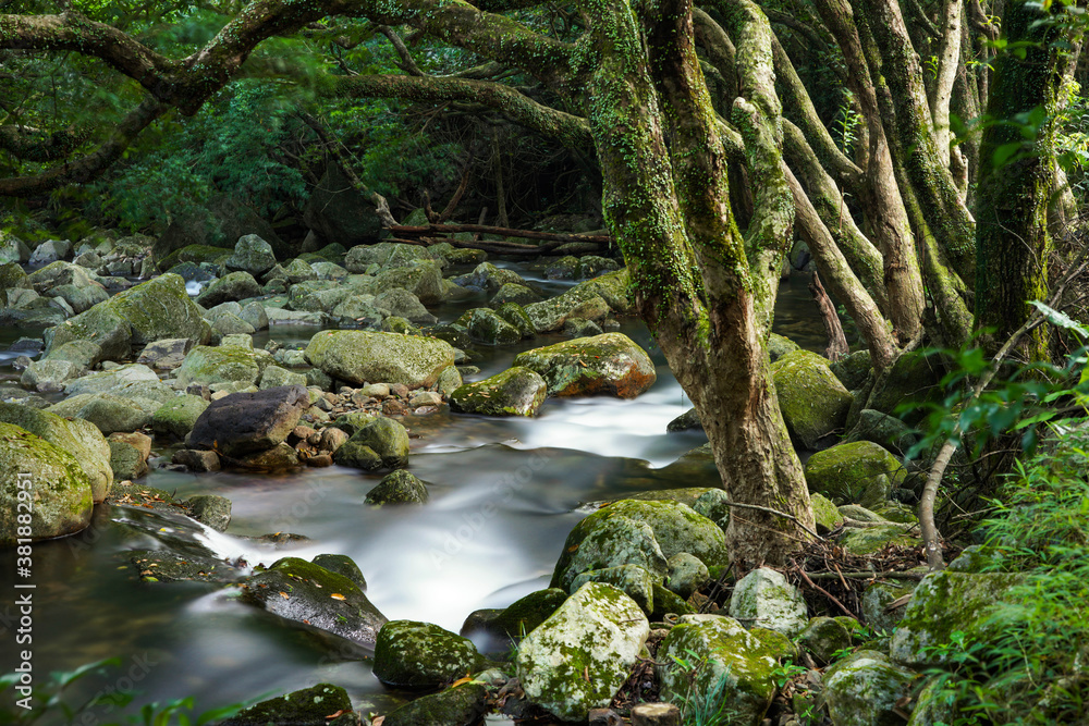 river in the forest river in the forest