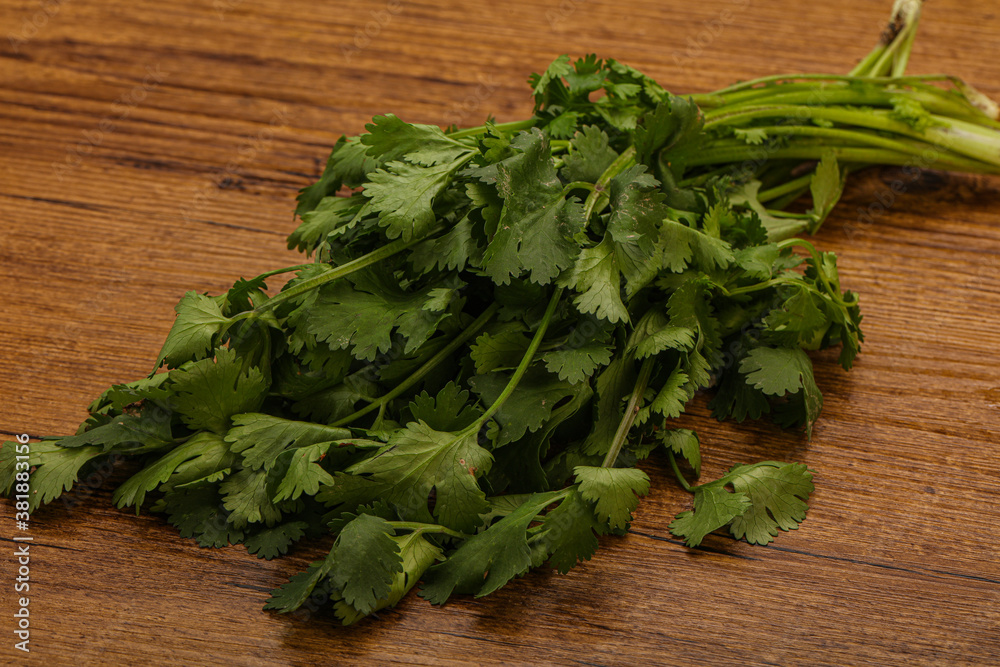 Green coriander or cilanto leaves heap Green coriander or cilanto leaves heap